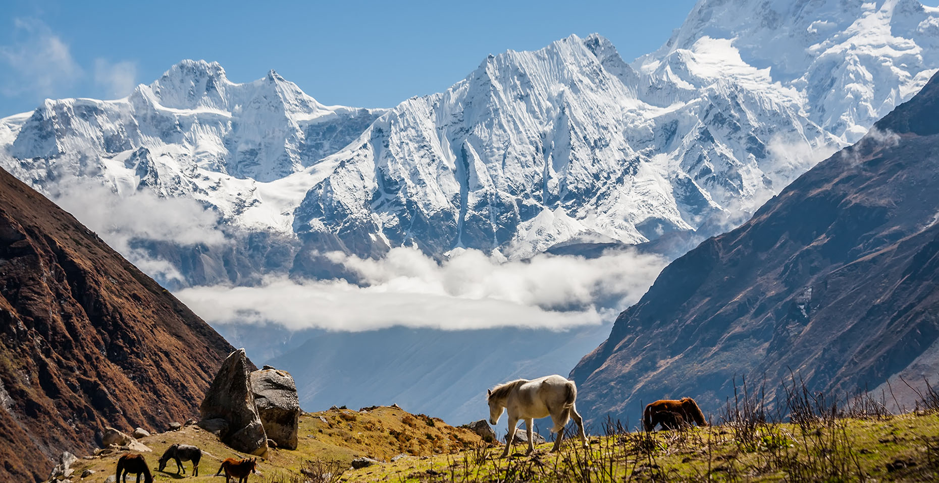 Le Manaslu, culminant à 8 163 mètres, est le huitième plus haut sommet du monde et se situe dans l'Himalaya népalais. Son nom signifie « Montagne de l'Esprit »  en sanskrit. Ce sommet a été conquis pour la première fois en 1956 par une équipe japonaise, marquant l'une des premières ascensions des sommets de plus de 8 000 mètres. Le Manaslu est connu pour ses pentes abruptes et ses avalanches fréquentes, ce qui en fait une ascension technique et dangereuse. En raison de son altitude élevée et de son climat imprévisible, il reste un défi pour les alpinistes expérimentés. Partez à la découverte de ces vertigineux sommets du monde.©  Maygutyak, Adoble stock           